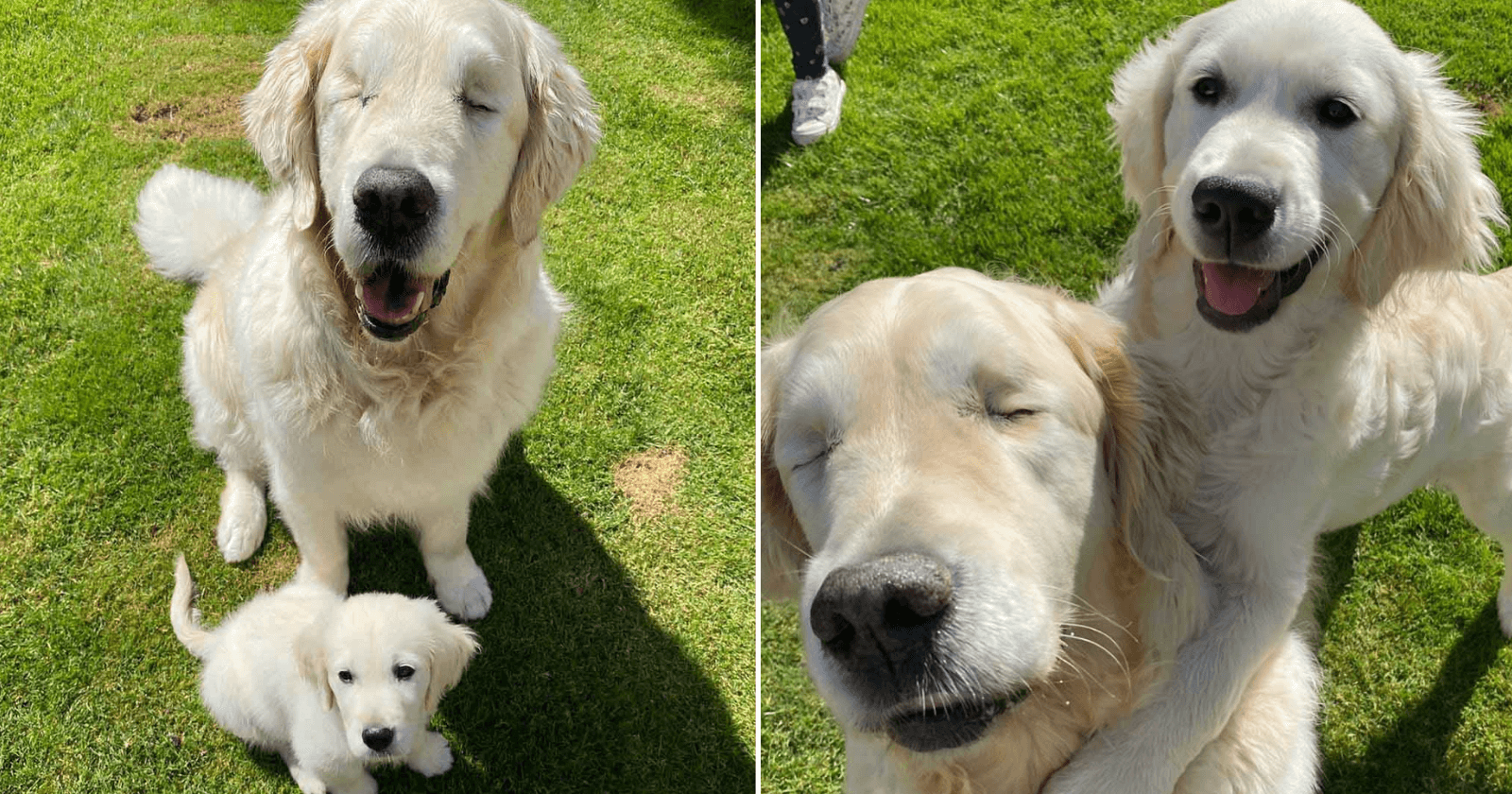 Golden retriever que ficou cego ganha cão-guia e dupla é a coisa mais fofa do mundo!
