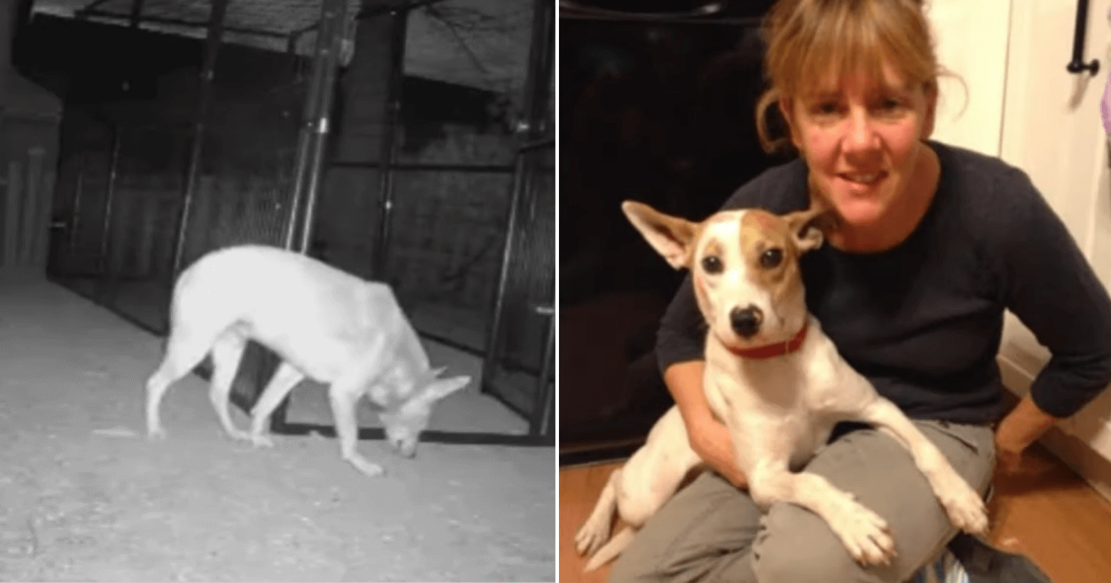 Mulher encontra sua cadela que estava perdida há 5 anos