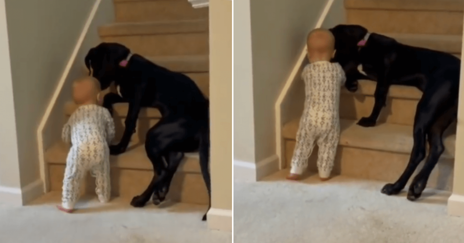 Cadela impede bebê de subir escada empurrando sua perninha