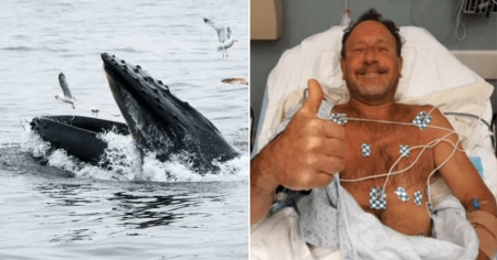 Pescador é engolido e cuspido por baleia: 'nem acredito'