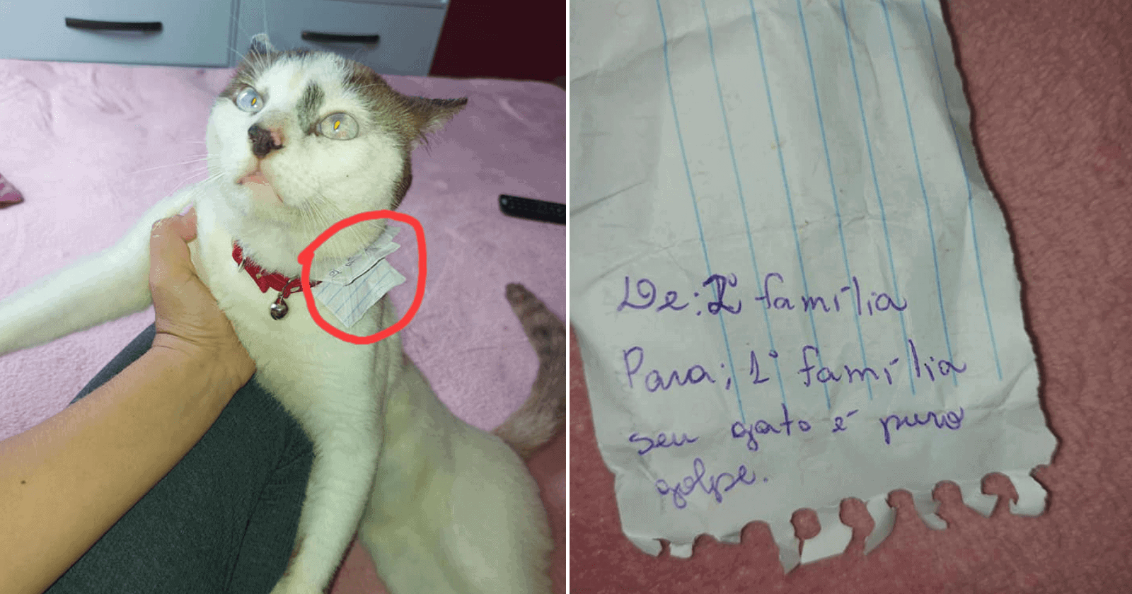 Gato chega em casa com bilhete em coleira: 'seu gato é puro golpe'