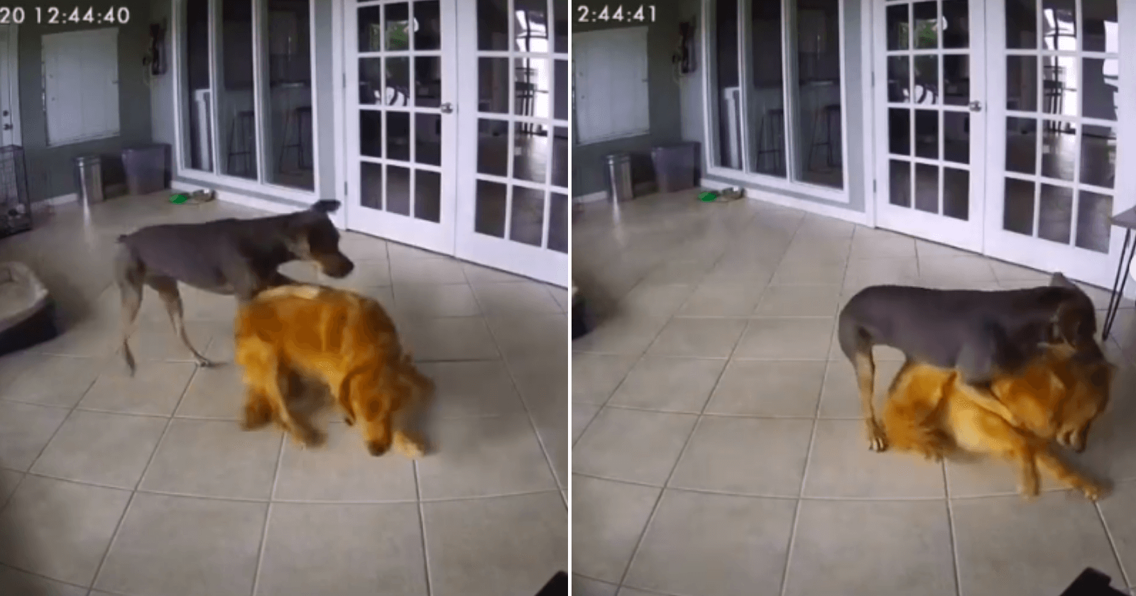 VÍDEO: Cachorro protege irmão antes dele ter convulsões