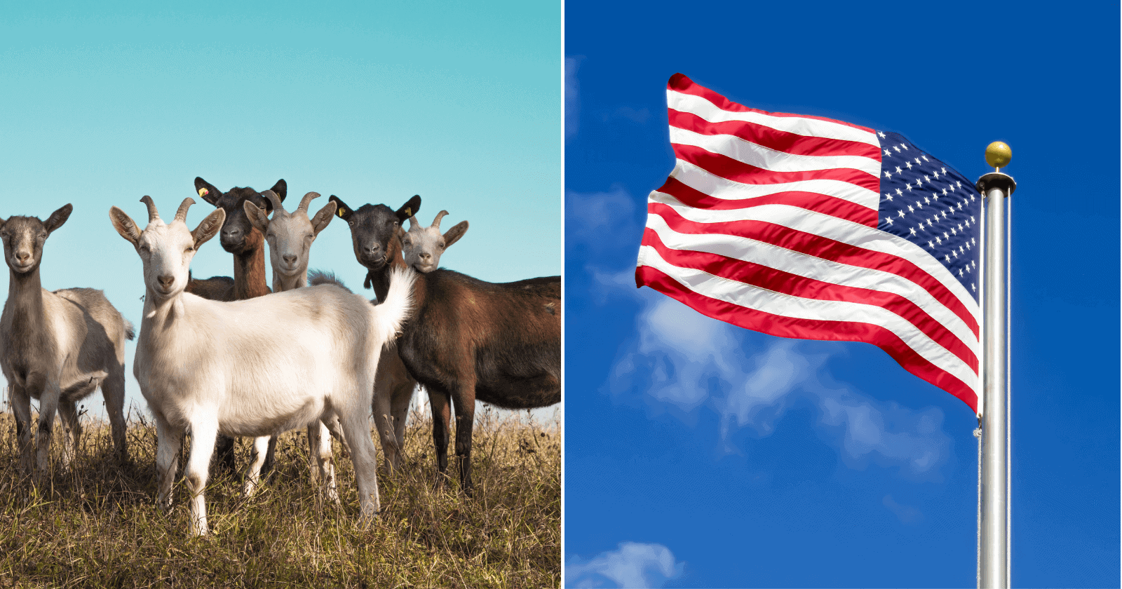 Estados Unidos usa cabras para prevenir incêndios florestais