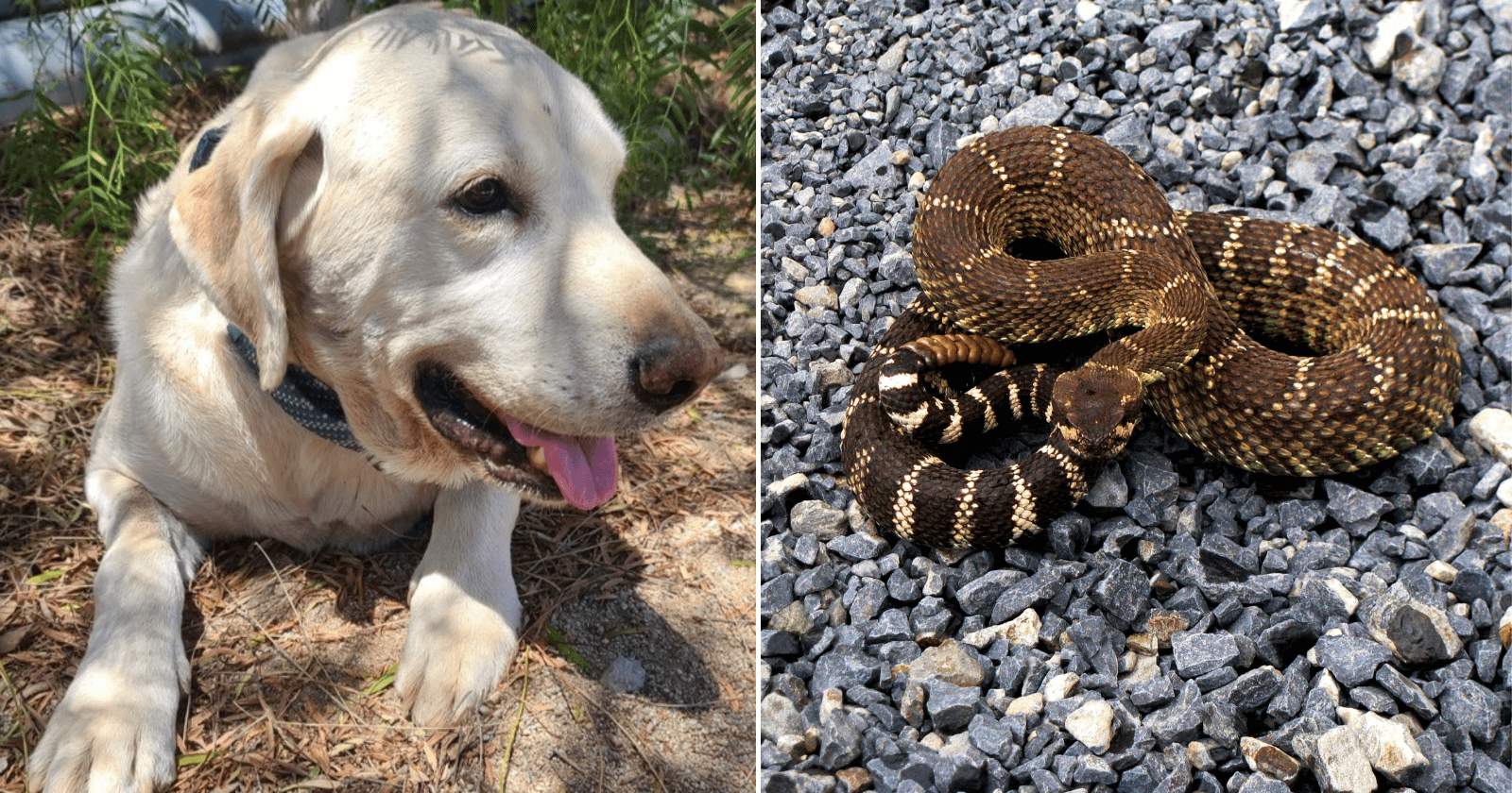 Cachorro que protegeu dono de cobra se recupera após picadas
