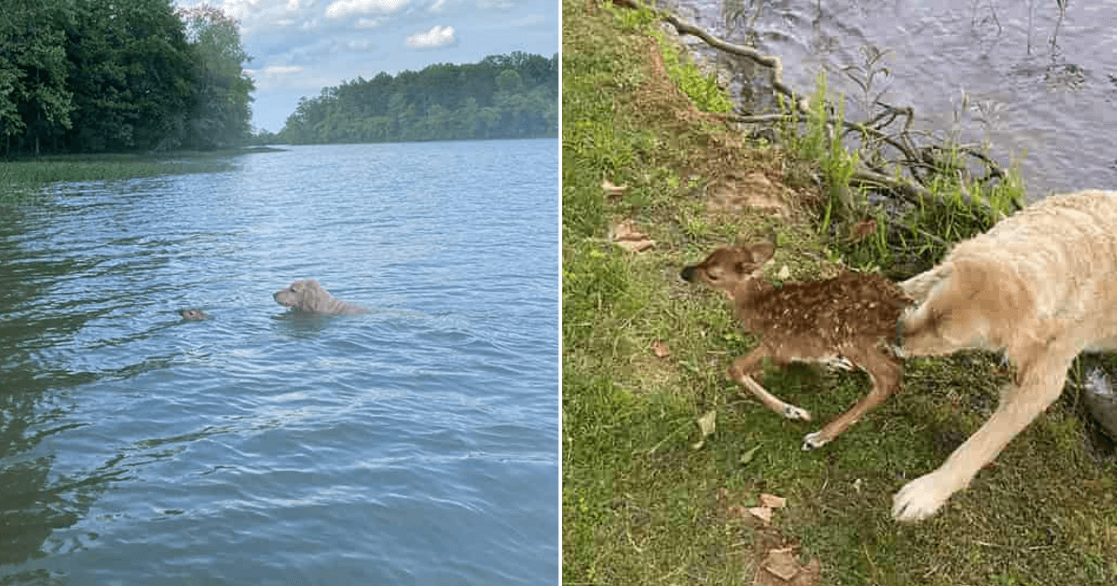 Cachorro resgata filhote de cervo que se afogava em lago