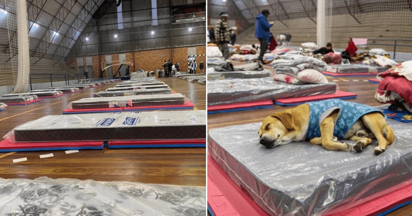 Prefeitura abre ginásio para desabrigados e seus animais se protegerem do frio