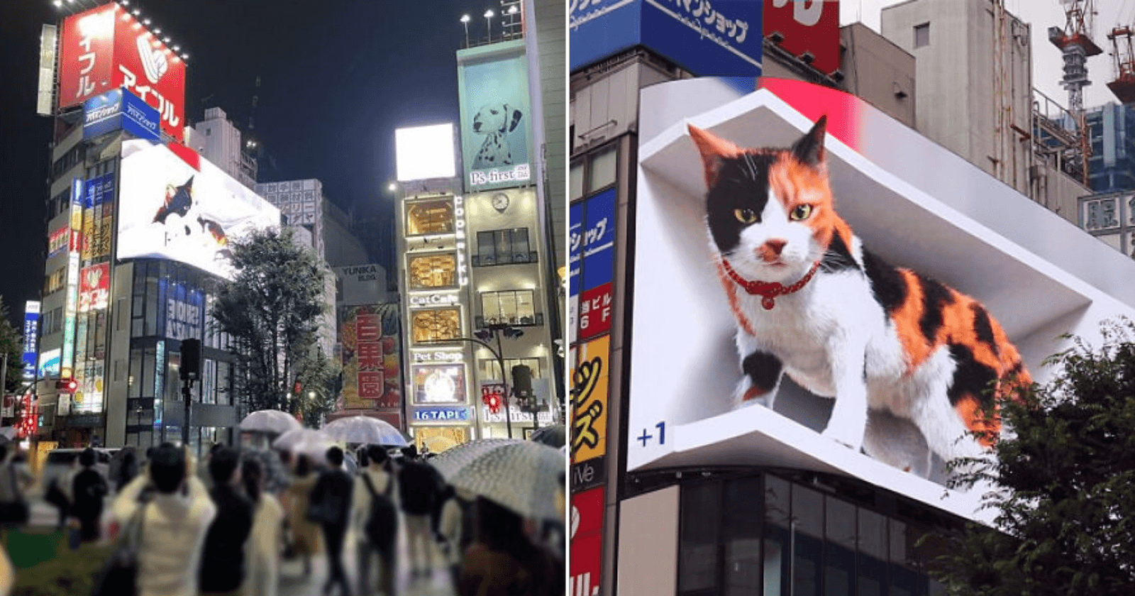 Outdoor 3D de gatinho gigante se torna viral na web