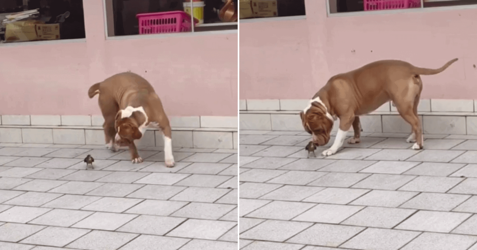 Passarinho cai perto de Pitbull e cachorro tem reação 'mortal'