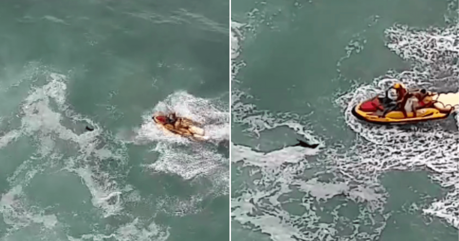 Equipe de resgate salva cachorro que se afogava no mar