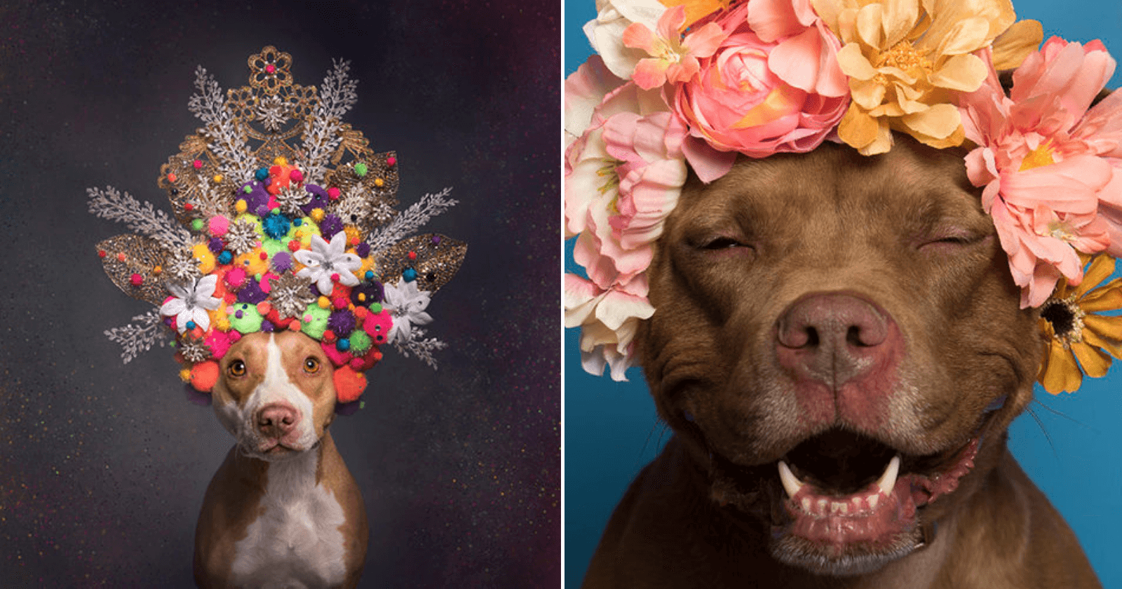 Fotógrafa cria projeto fofo para quebrar preconceitos com Pitbulls