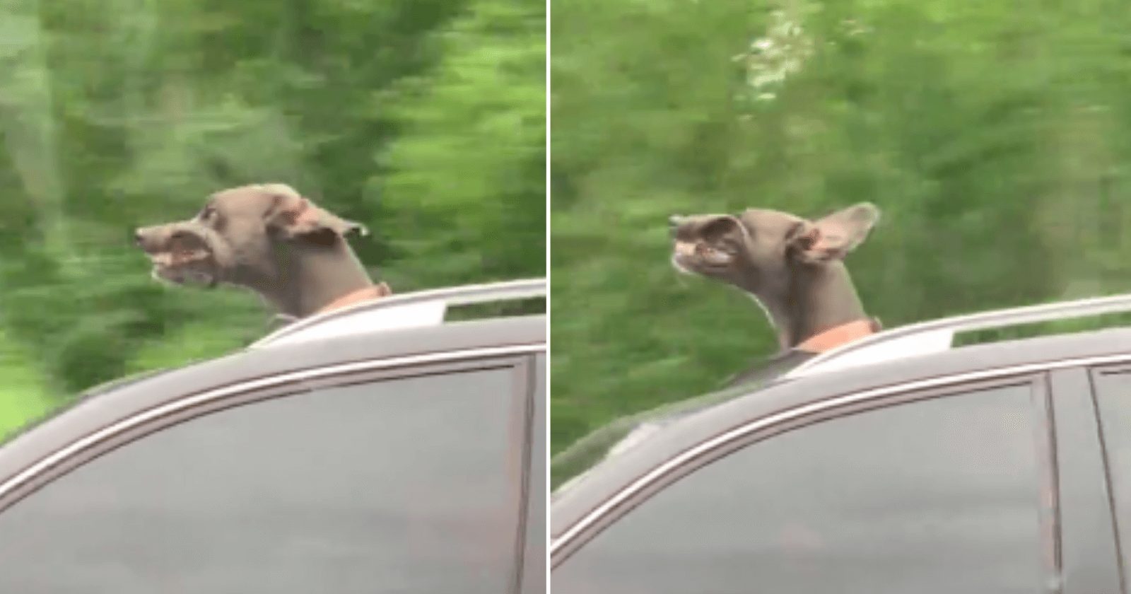 Bochechas de cachorro em passeio de carro faz família se acabar na risada