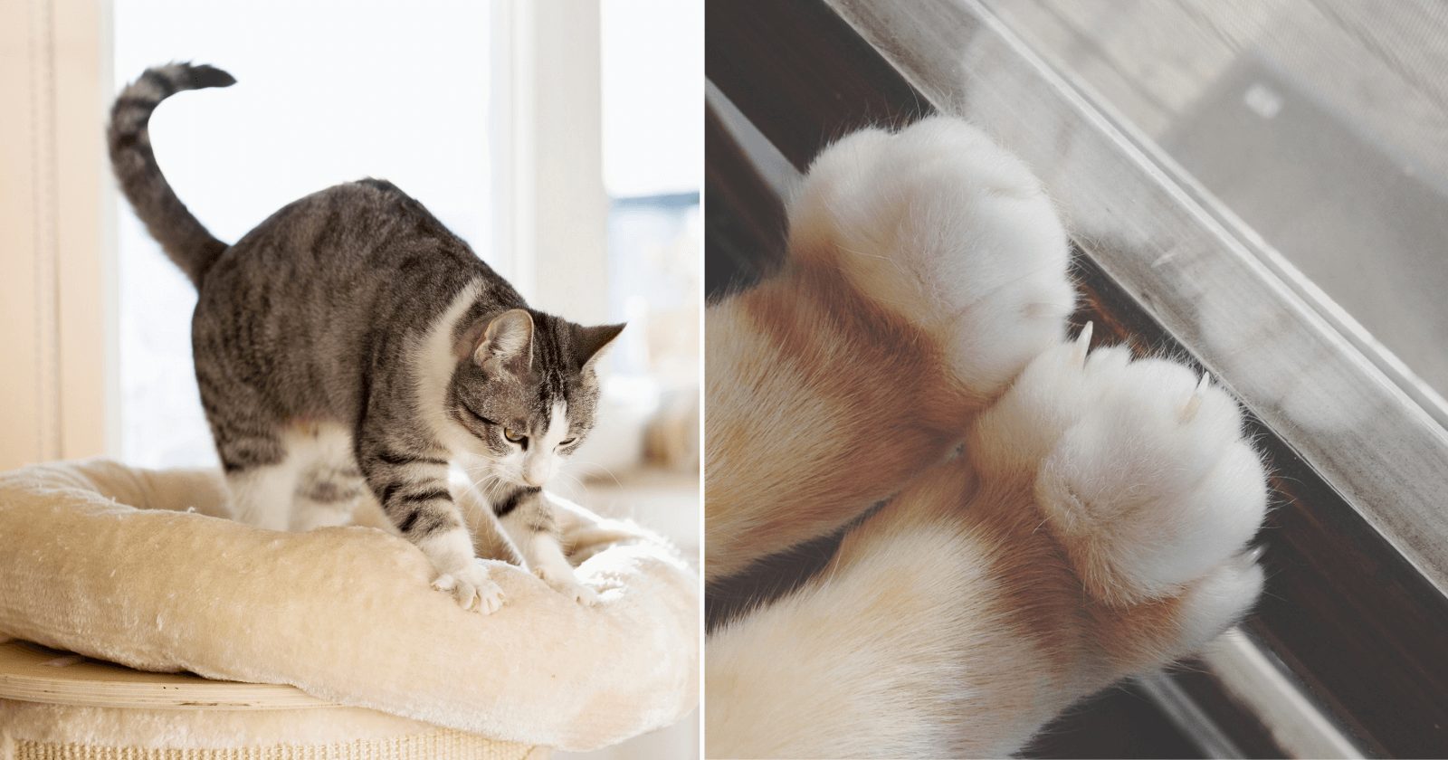 Cientistas finalmente explicam o ‘amassar pãozinho’ dos gatos