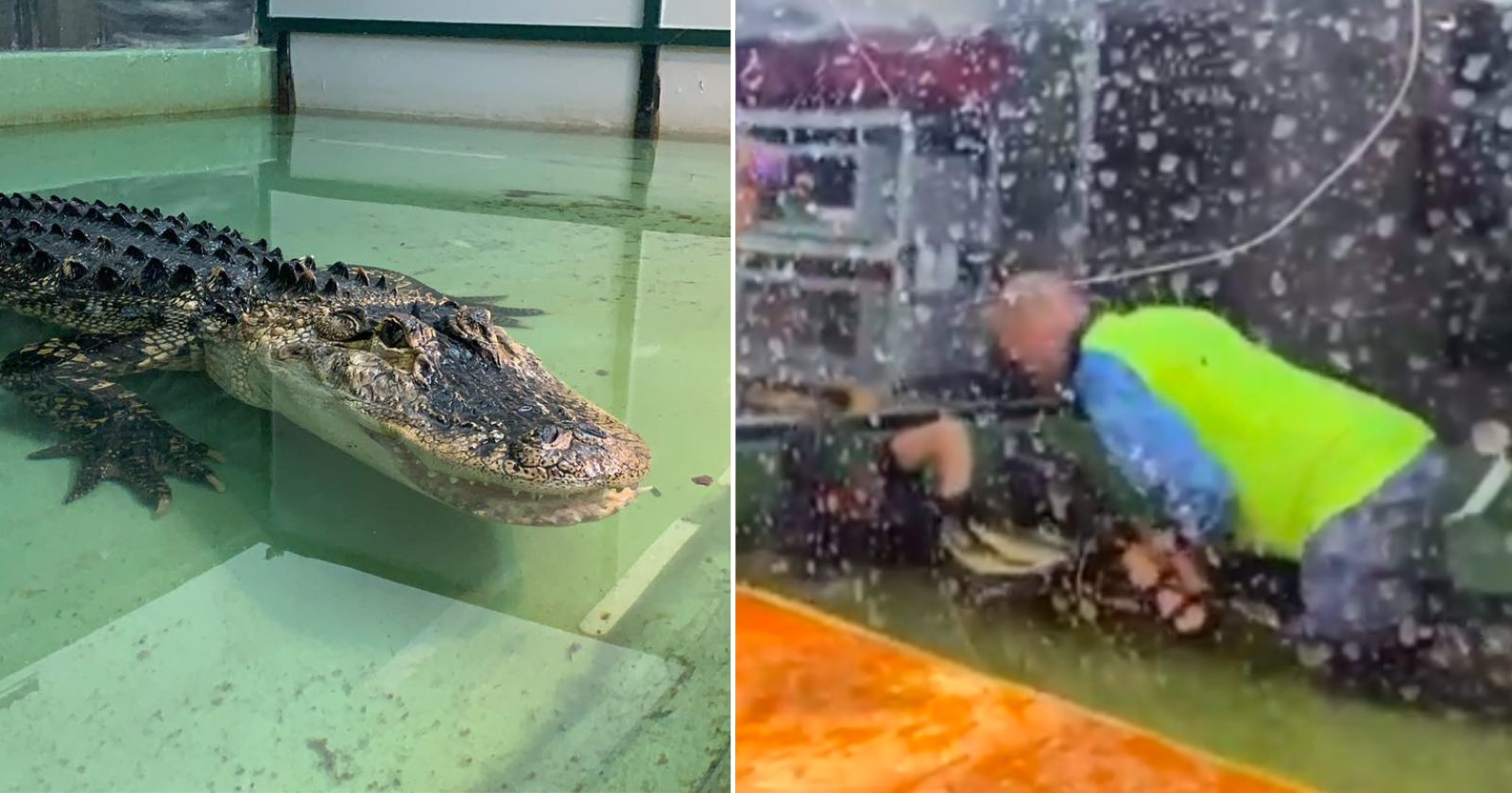 Visitante salva tratadora arrastada por crocodilo