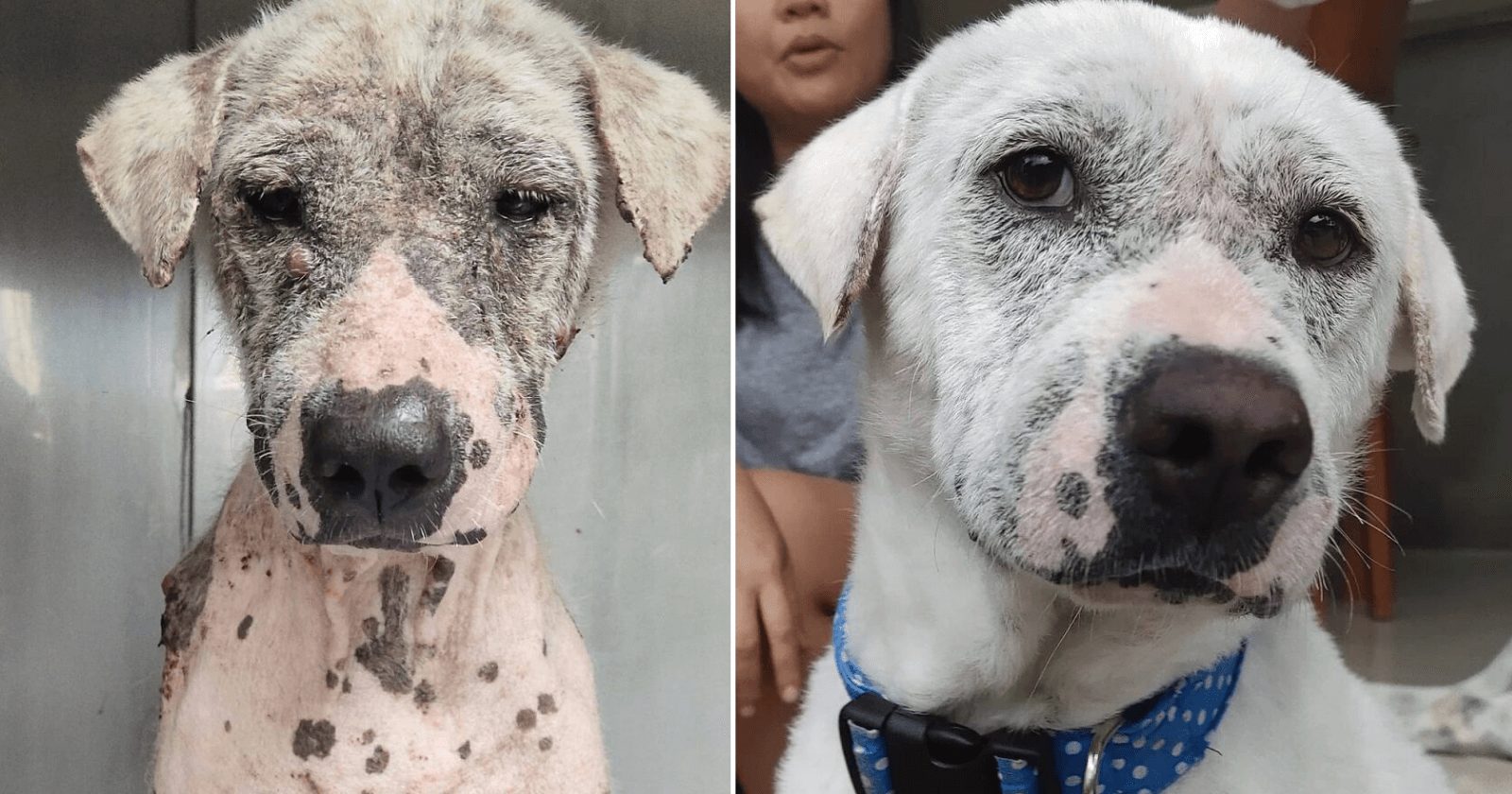 Homem resgata cachorro abandonado com câncer e lhe CURA