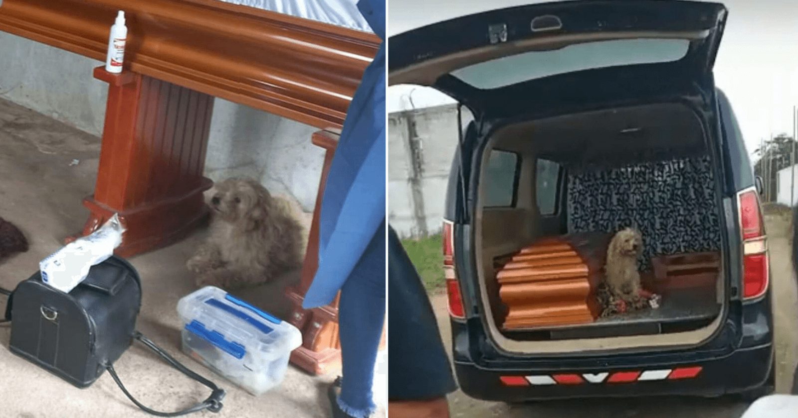 Fiel cachorro fica ao lado da falecida dona em seu funeral