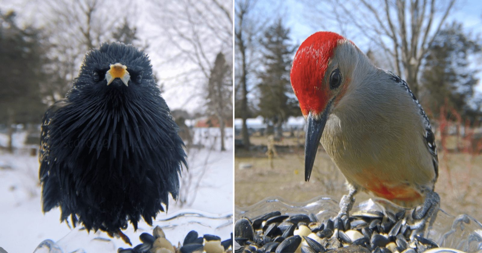 Mulher instala câmera em comedouros e conhece pássaros surreais!