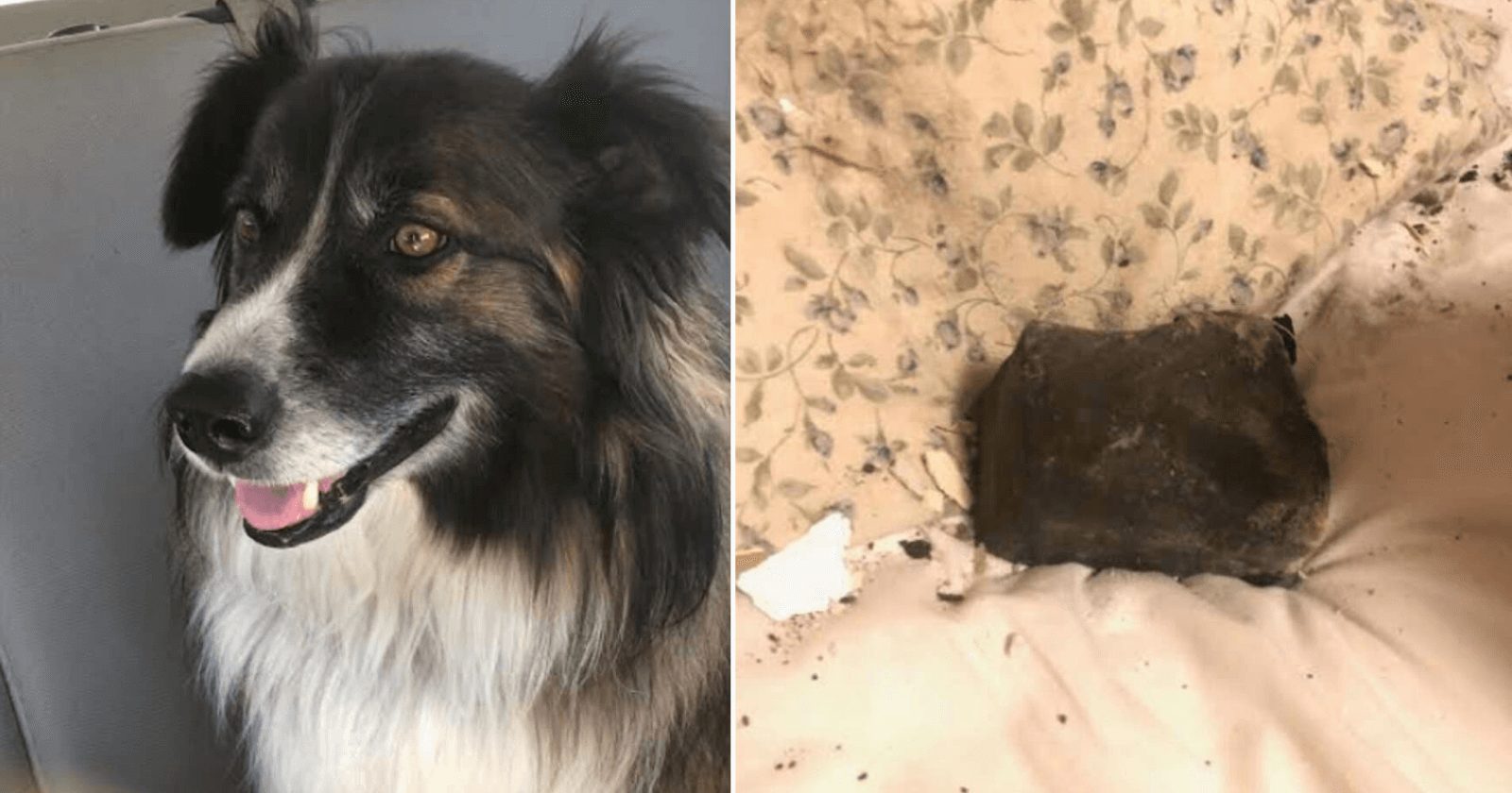 Cachorro consegue livrar dona da queda de um meteoro