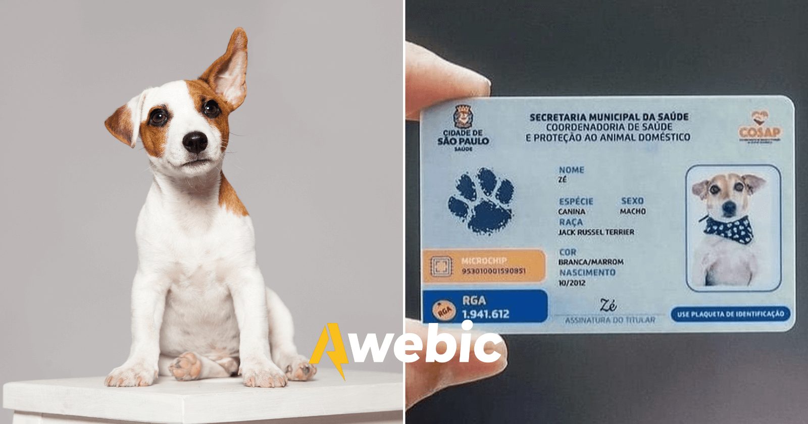 Prefeitura São Paulo passará a emitir carteirinha RG para pets