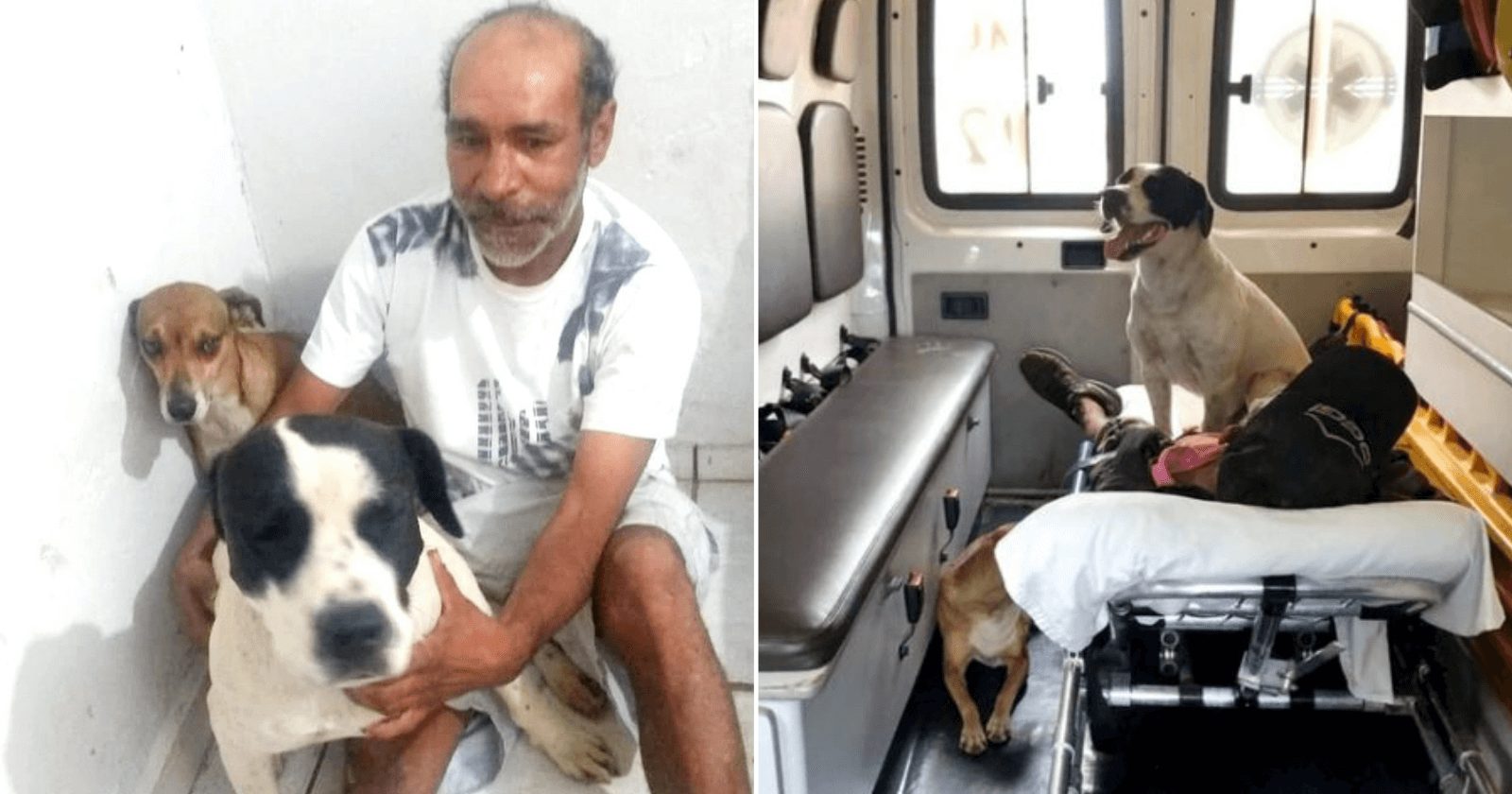 Cachorros entram em ambulância onde dono esperava por socorro