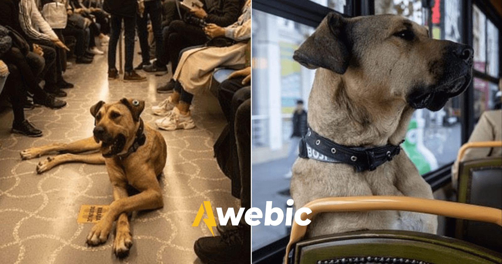 Cachorro se torna famoso por andar de ônibus na Turquia