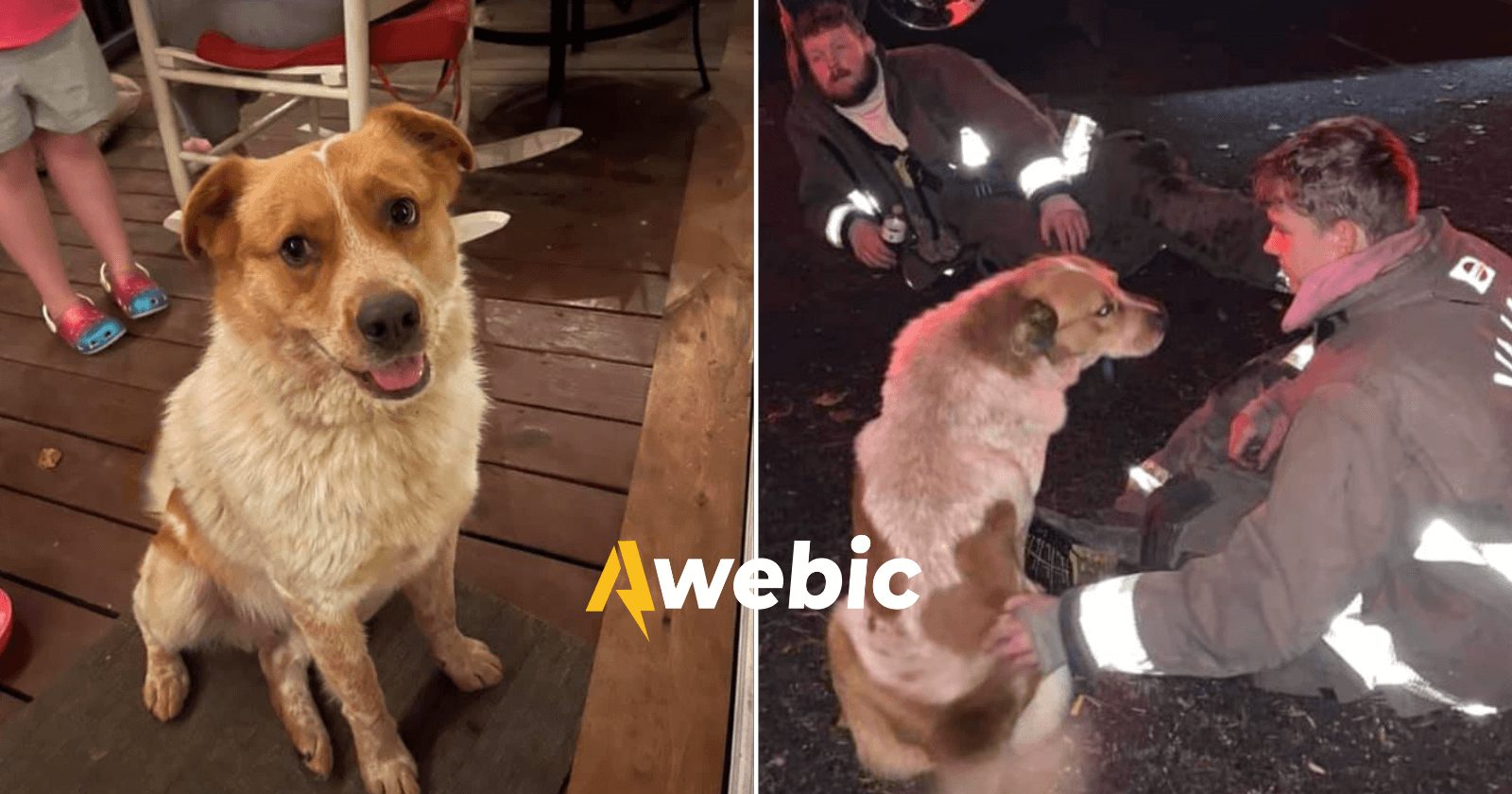 Donos encontram cachorro desaparecido após ele salvar família de incêndio