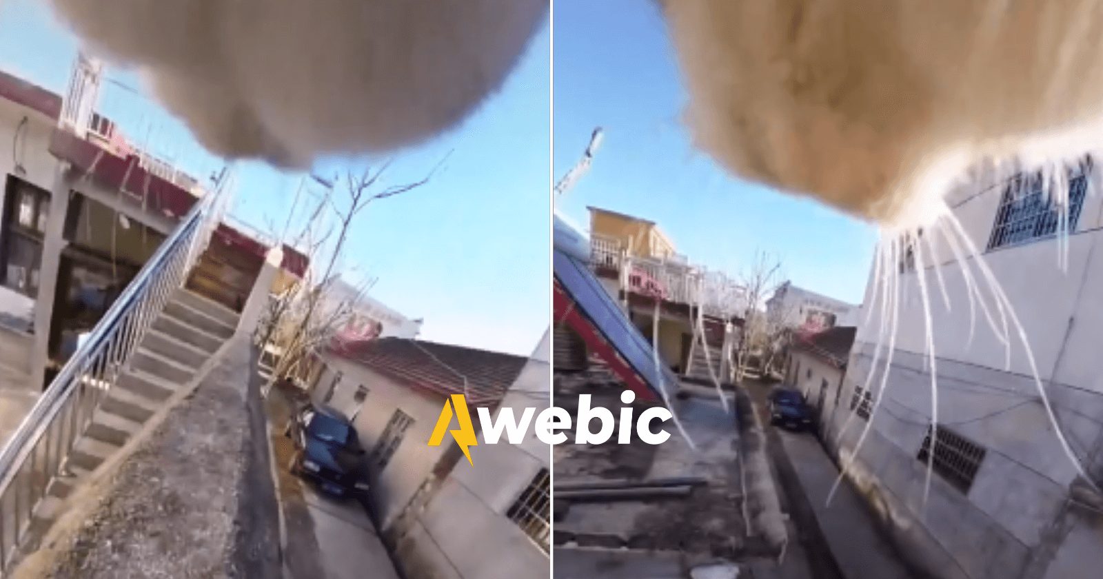 Câmera em coleira de gato mostra passeio hilário do felino
