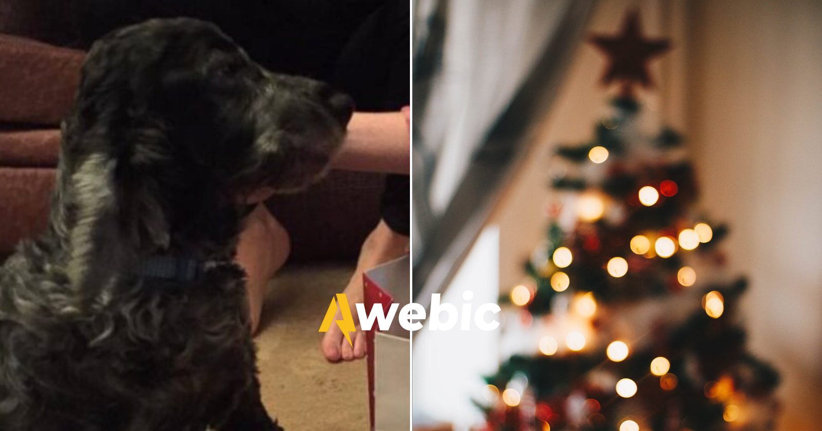 Família antecipa festa para cachorro com doença terminal ter seu último Natal