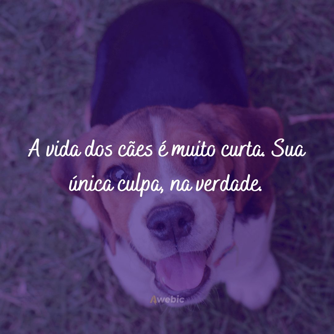 love quotes dog