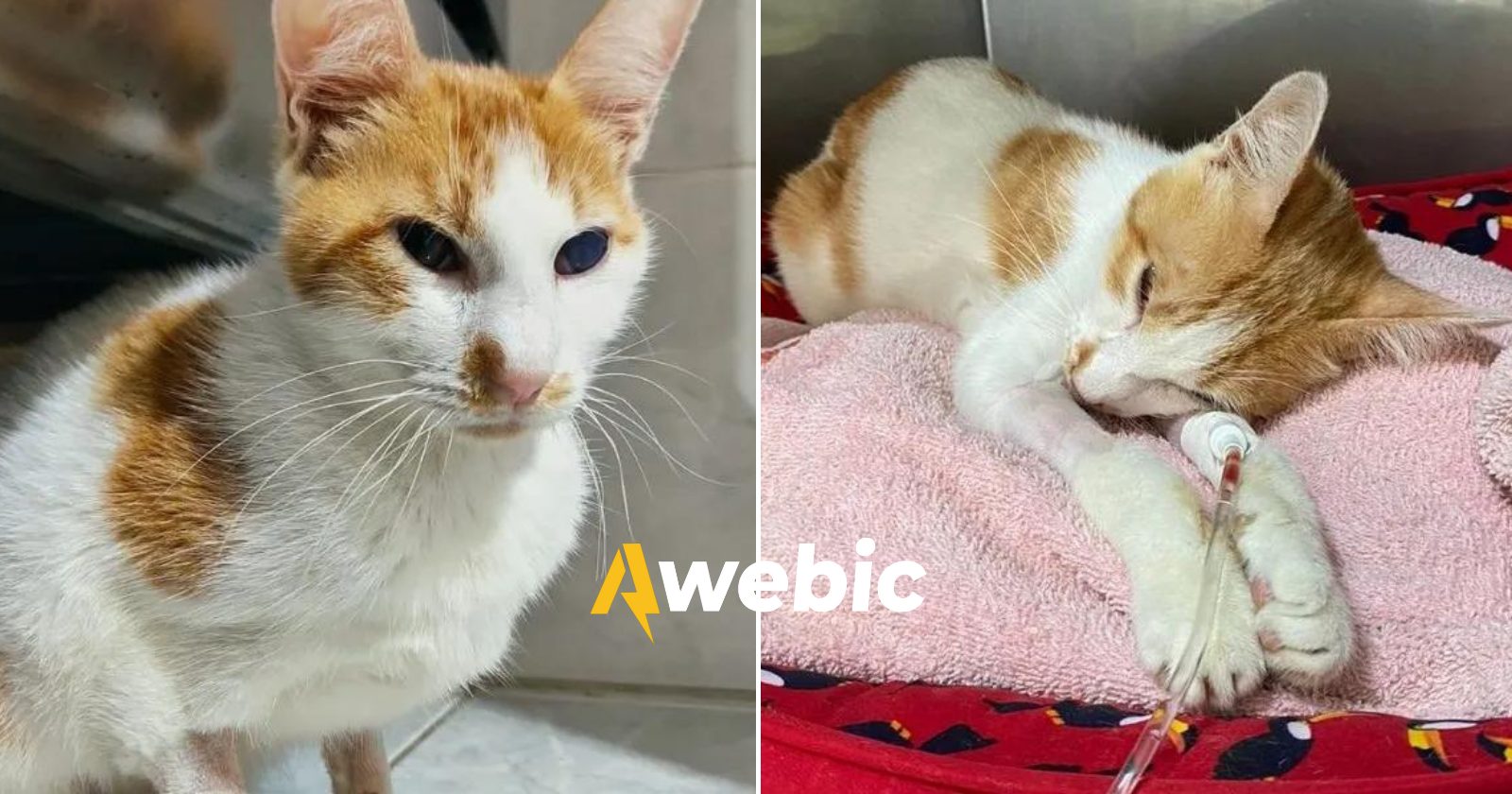 Família pede ajuda para tratamento de gatinho com doença da Covid-19