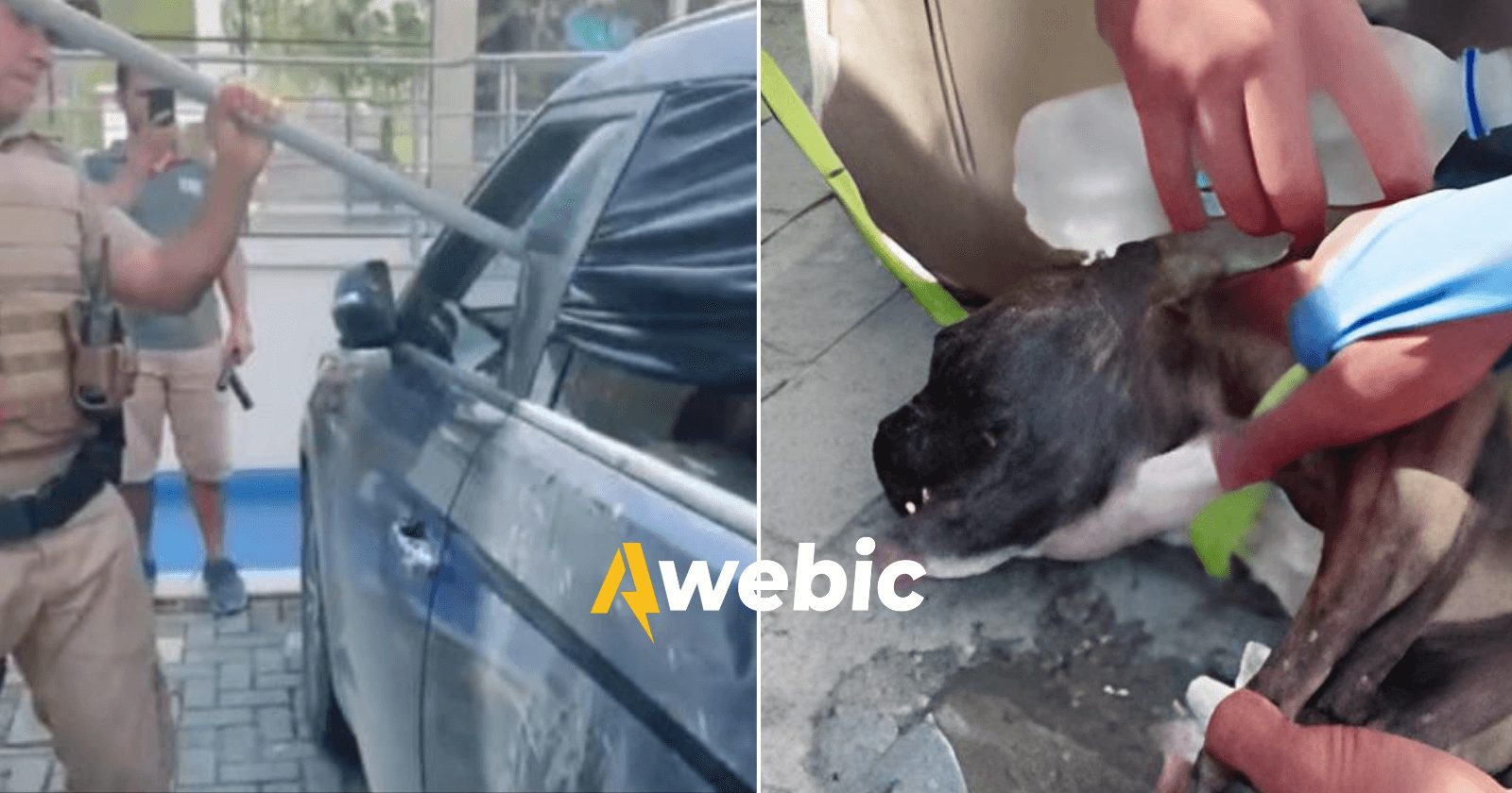 PM salva cadela que agonizava presa em carro de luxo fechado