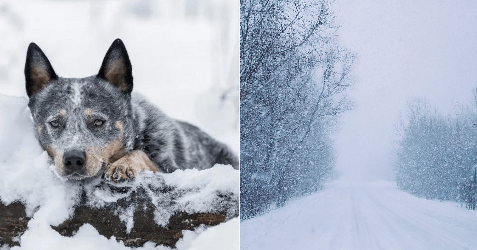 Na Rússia, cachorro de rua salva vida de menina desaparecida em nevasca