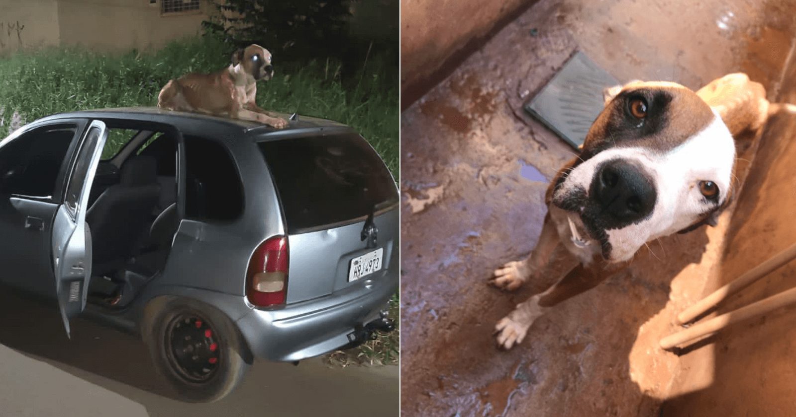 Rapaz adota cachorro de rua que protegeu seu carro após roubo