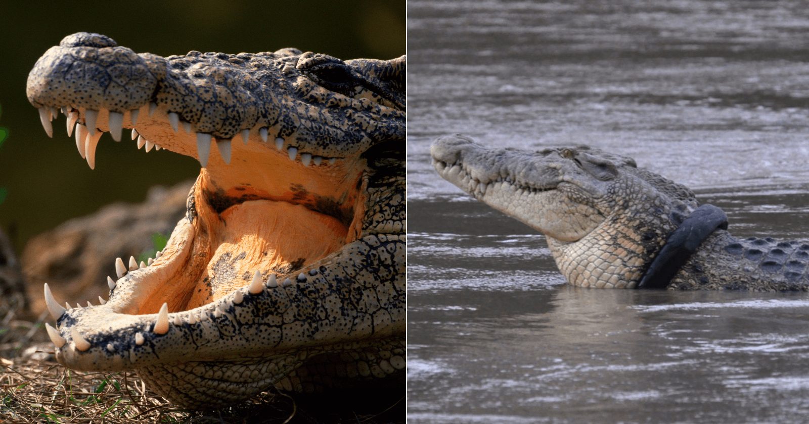 Homem arrisca sua vida para tirar pneu preso em crocodilo há 6 anos