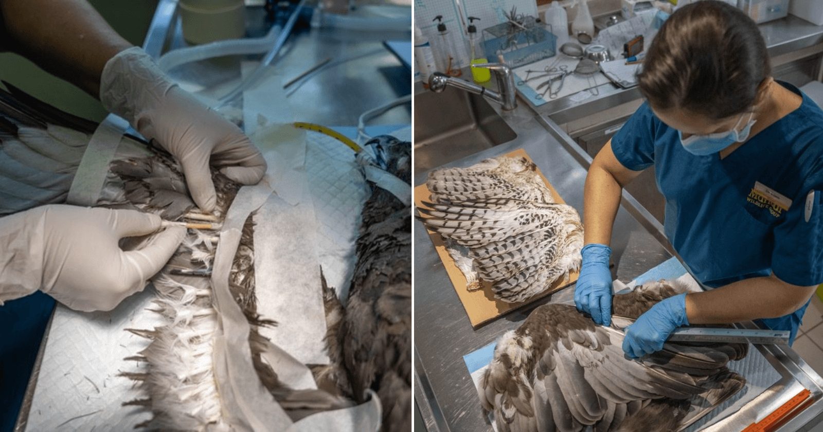 Equipe veterinária restaura com sucesso penas queimadas de uma águia