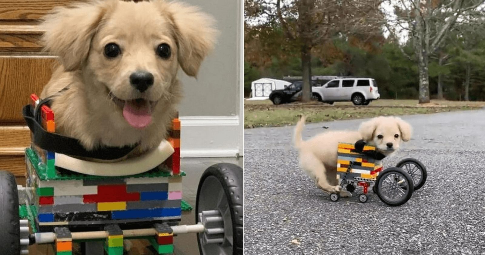 Garoto constrói cadeira de rodas feita de Lego para cadela com deficiência