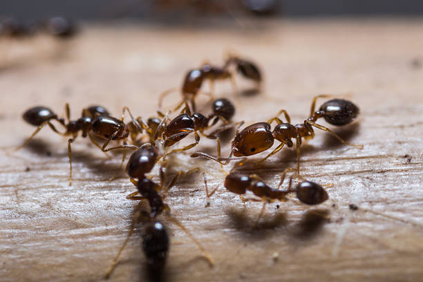 Formigas em casa? Esse inseto pode falar fortemente sobre sua vida espiritual!