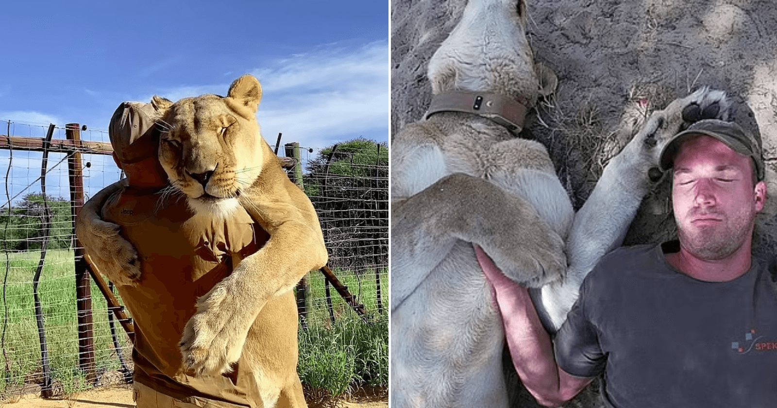 Tutor tira sonequinha com leoa que resgatou após mãe rejeitá-la