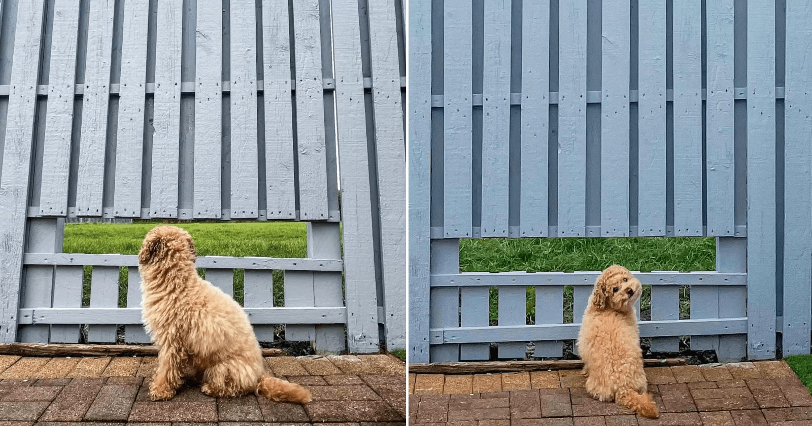Cachorro 'agradece' ao dono por fazer uma janelinha da fofoca no seu portão