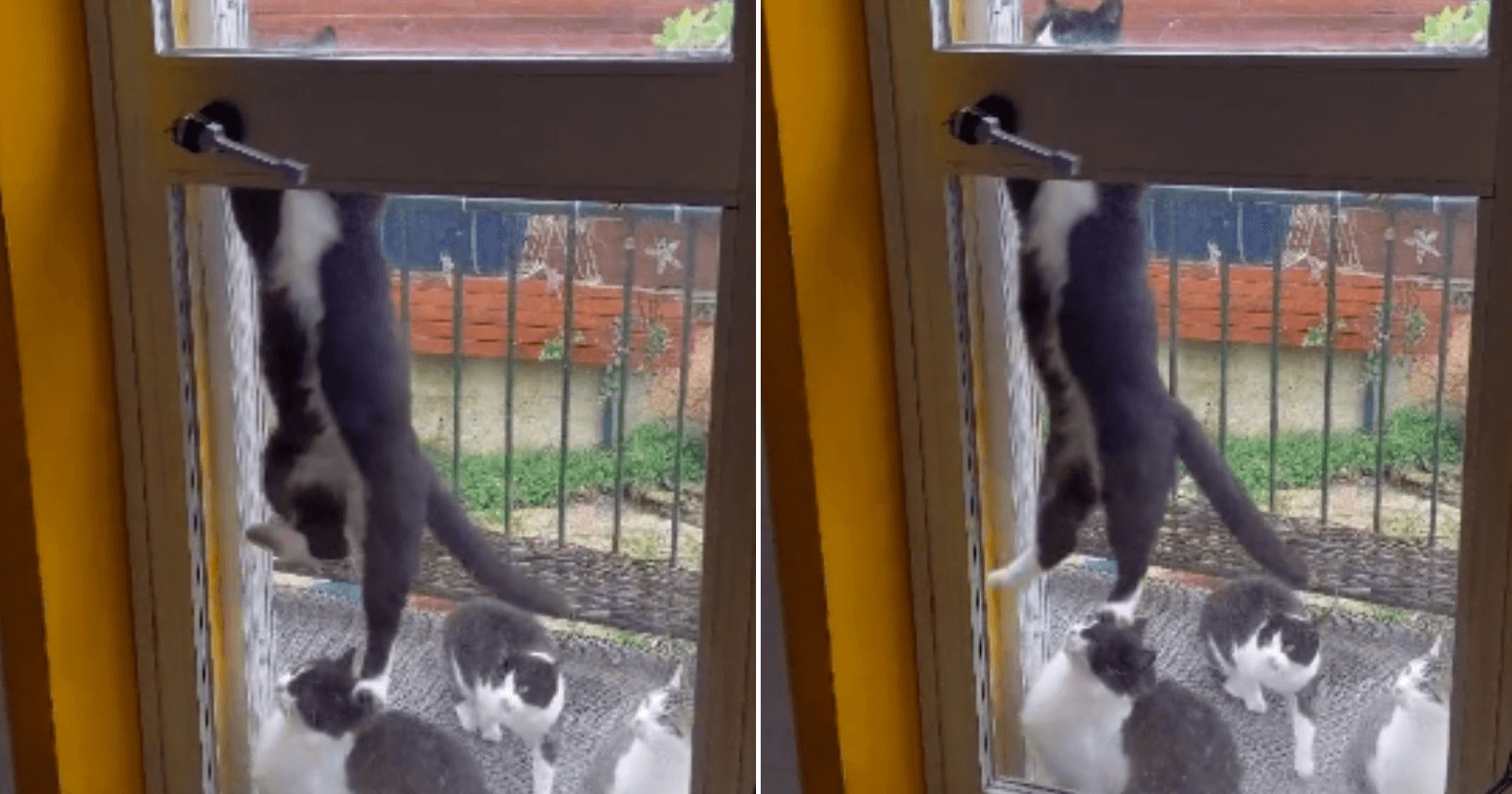 Gato é flagrado abrindo porta de casa para os 'amigos' entrarem