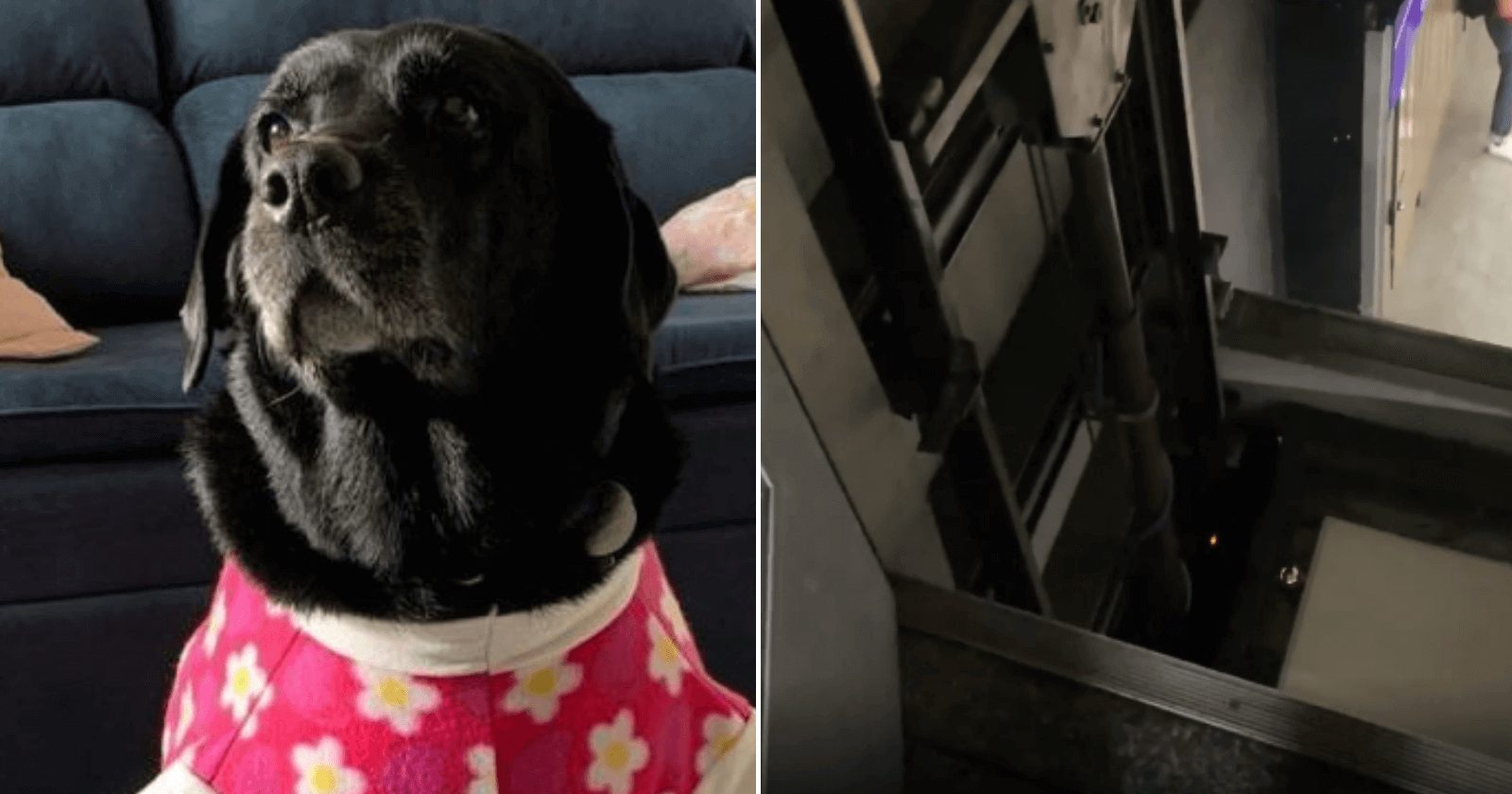 Cadela protege e livra deficiente visual de acidente em metrô
