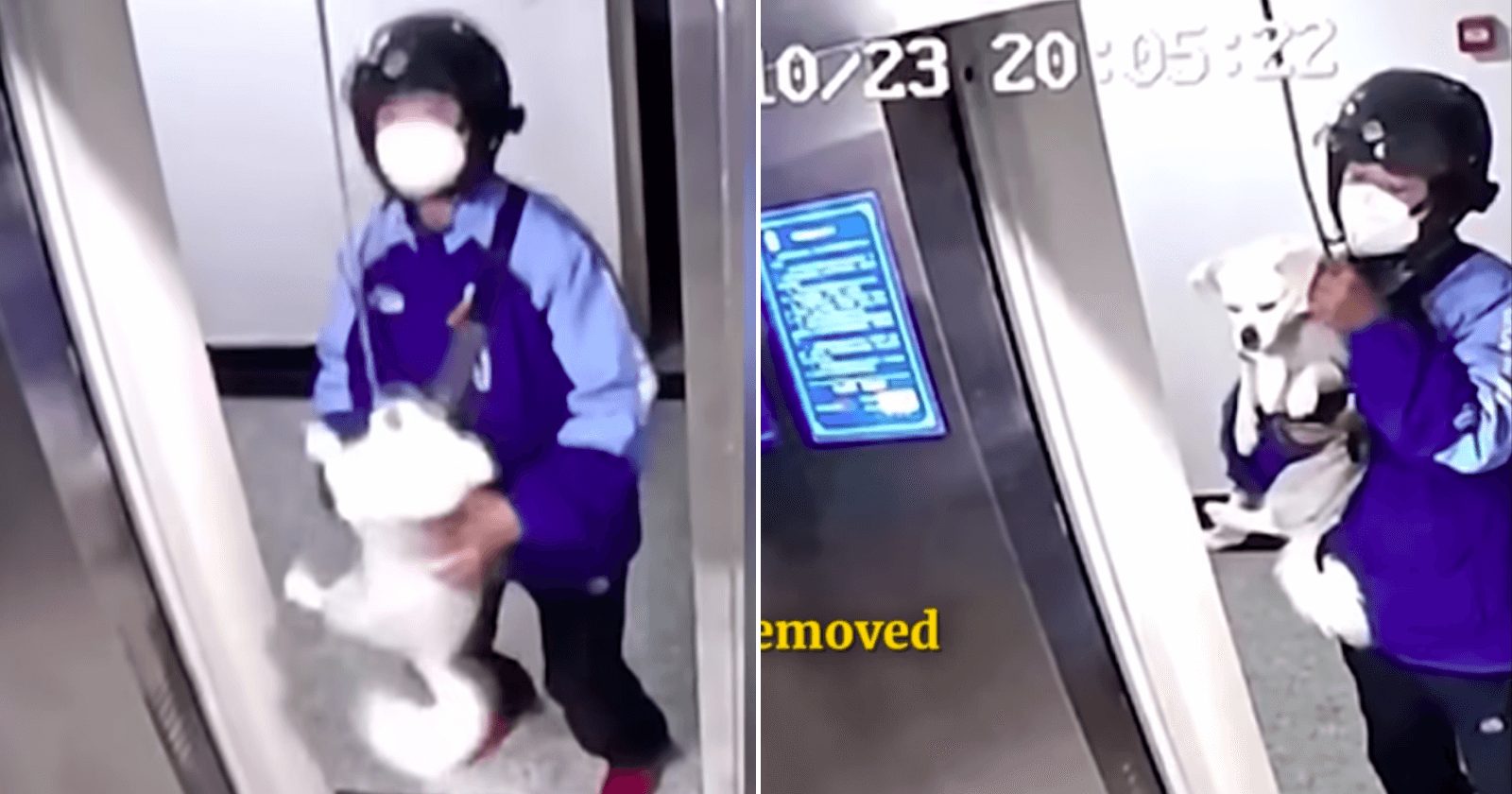 Doguinho tem sua vida salva por entregador após ficar pendurado em elevador
