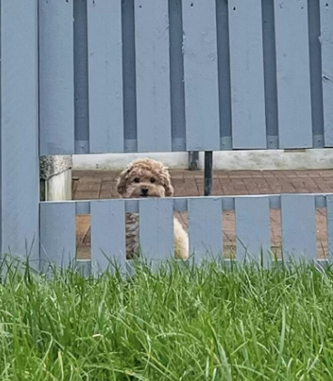 Família surpreende cãozinho com cerca para espaço de “bisbilhotar”