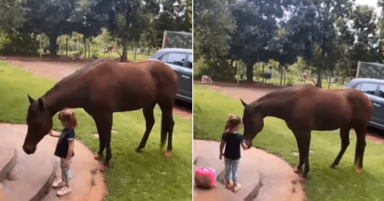 EMOCIONANTE: Cavalo ouve garotinha chorar e lhe consola