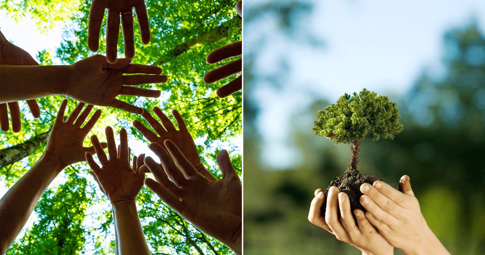 59 frases para o Dia do Meio Ambiente trazer ainda mais conscientização e cuidados