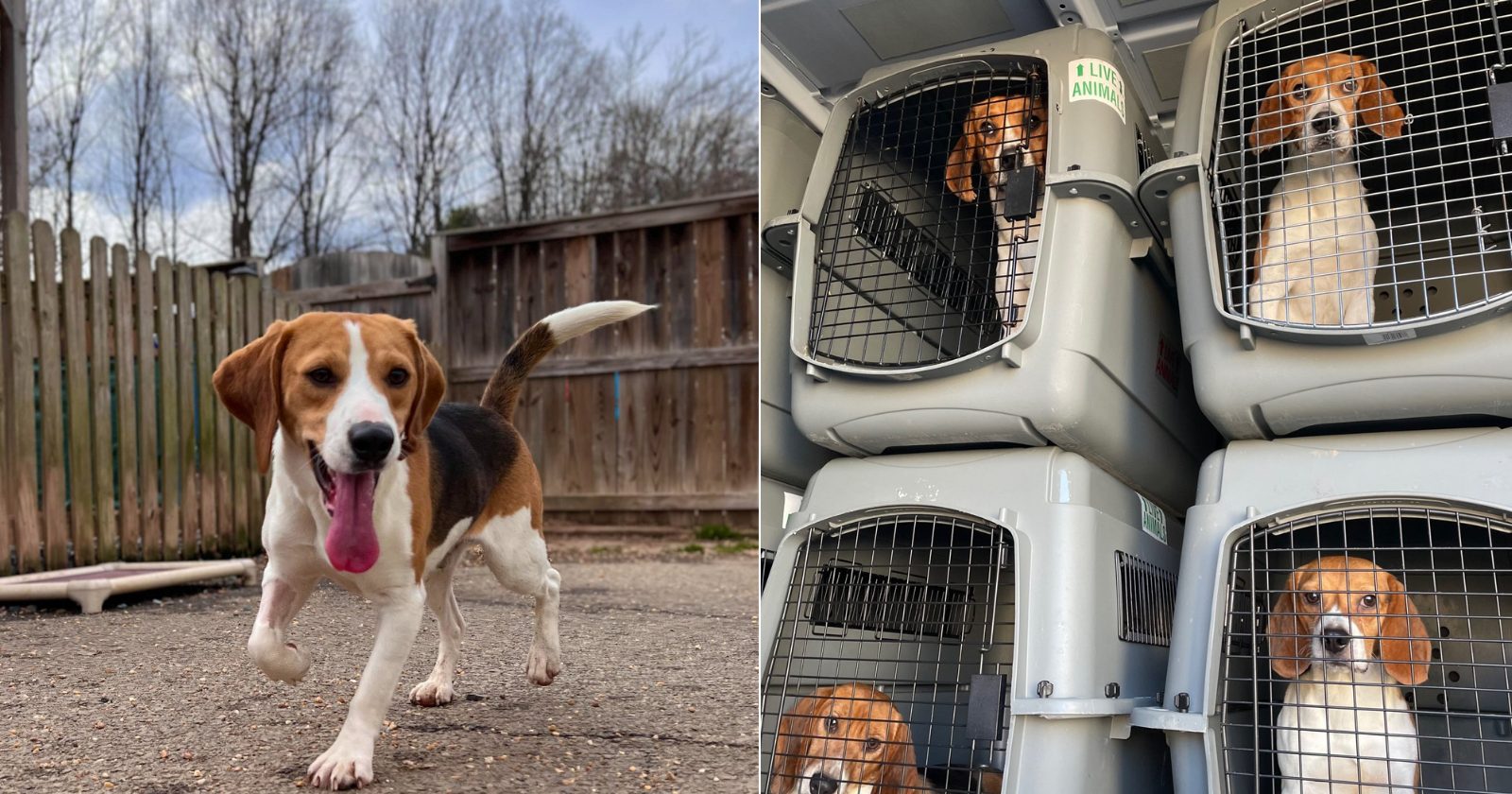 Mais de 4000 beagles são resgatados de um laboratório de testes nos EUA e agora estão para adoção