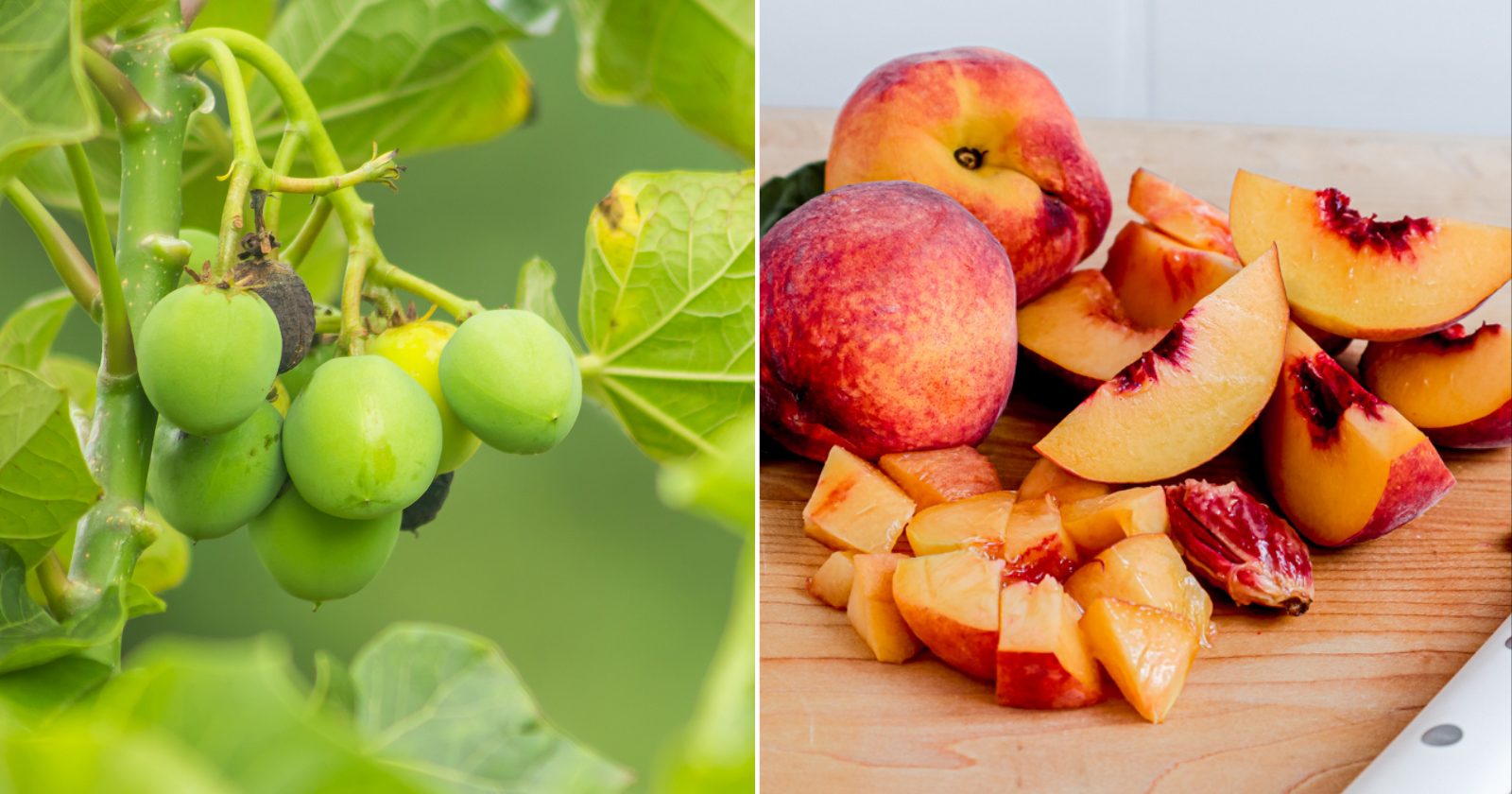 12 frutas que podem ser bem perigosas para sua saúde; melhor ficar longe delas
