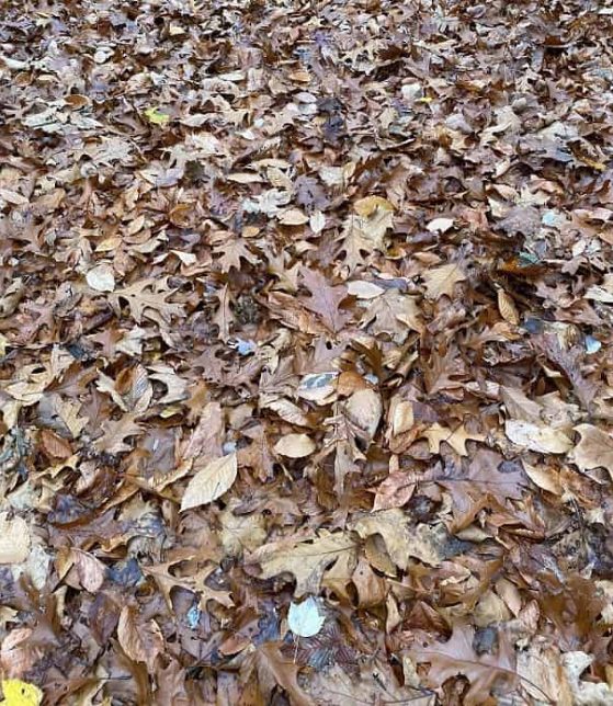 Ilusão de ótica para testar seu QI: Consegue encontrar o sapo nessa floresta? (Imagem: Reddit)