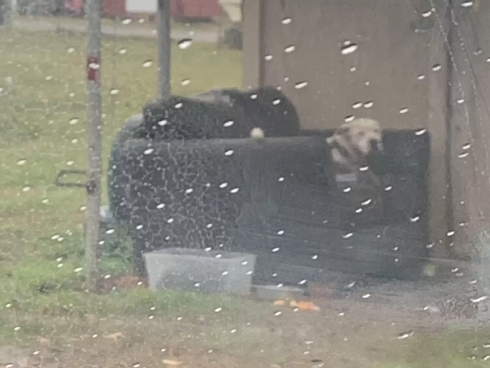 Cachorro que foi abandonado e ficou esperando por donos na chuva tem resgate emocionante