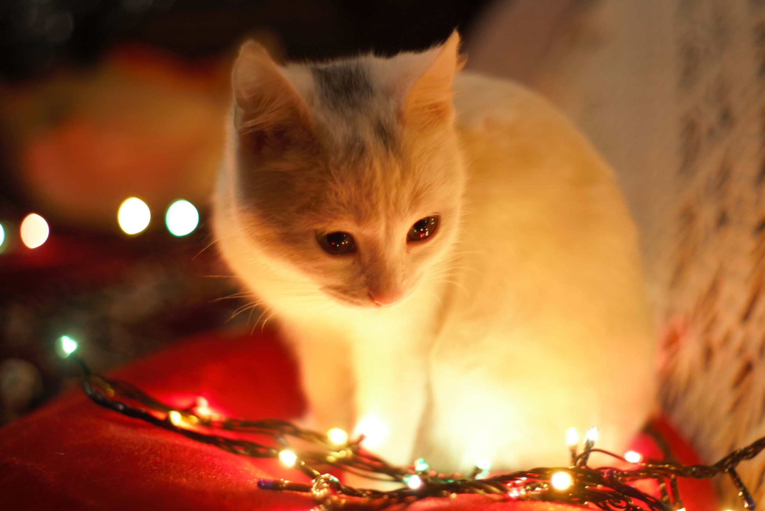 12 truques para manter os pets longe da árvore de Natal e garantir a decoração intacta