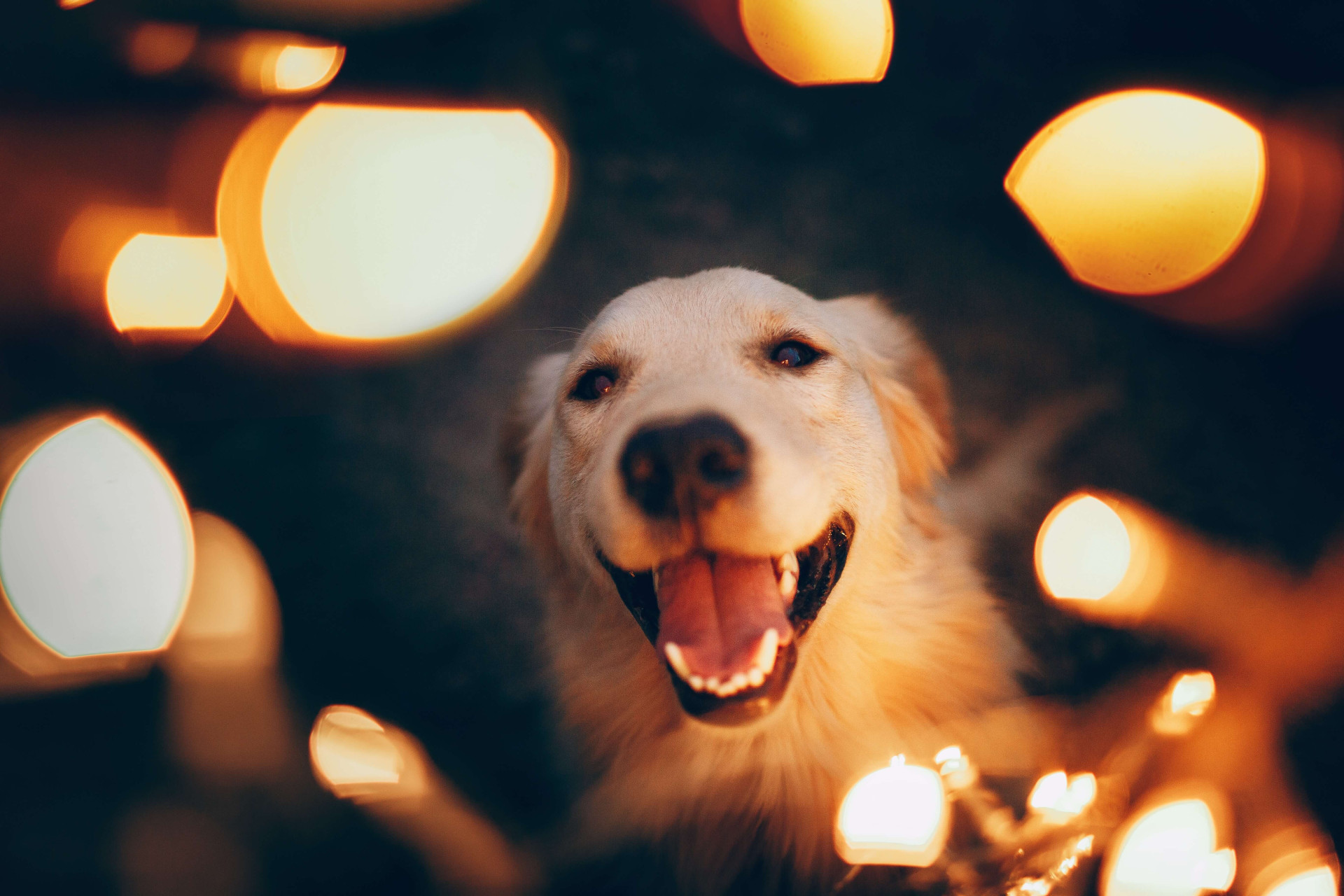 12 dicas para acalmar cachorros na virada do ano que protegerão seu pet